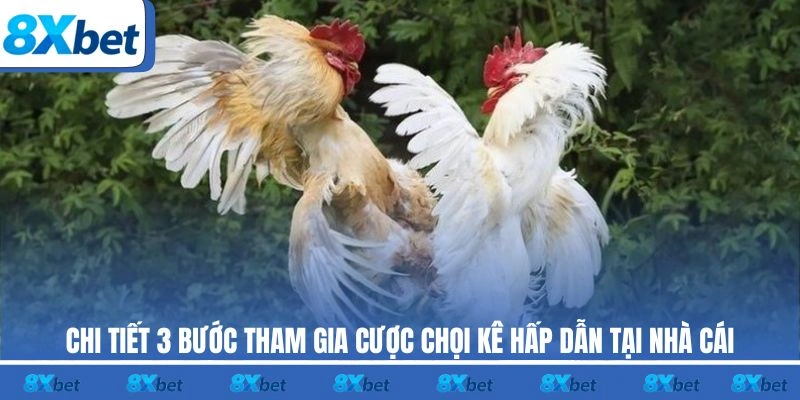 Chi tiết 3 bước tham gia cược chọi kê hấp dẫn tại nhà cái
