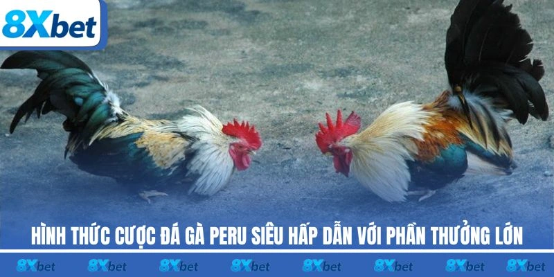 Hình thức cược đá gà Peru siêu hấp dẫn với phần thưởng lớn
