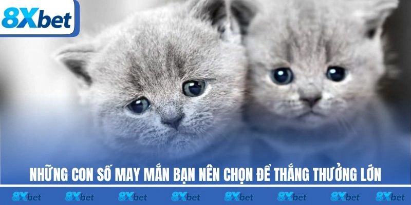 Những con số may mắn bạn nên chọn để thắng thưởng lớn