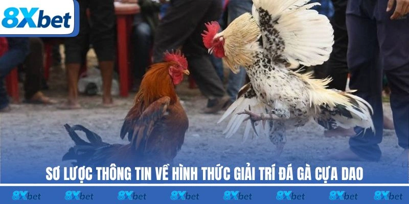 Sơ lược thông tin về hình thức giải trí đá gà cựa dao
