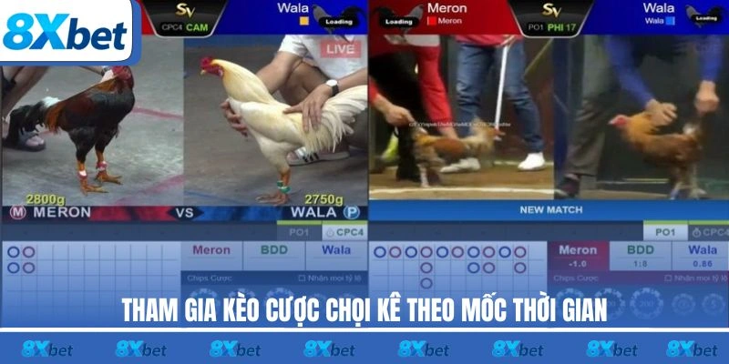 Tham gia kèo cược chọi kê theo mốc thời gian