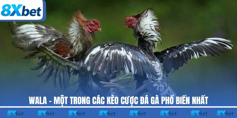 Wala - Một trong các kèo cược đá gà phổ biến nhất